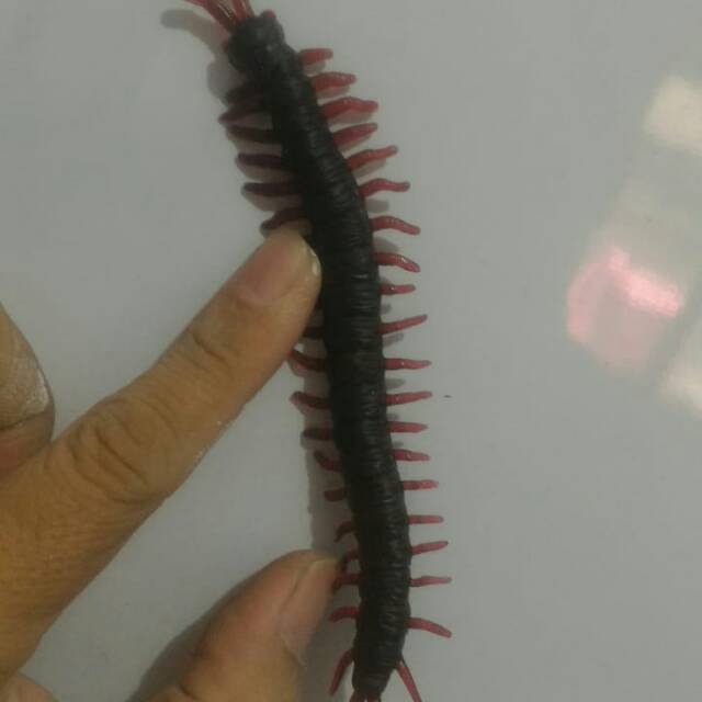 mainan jahil kelabang karet