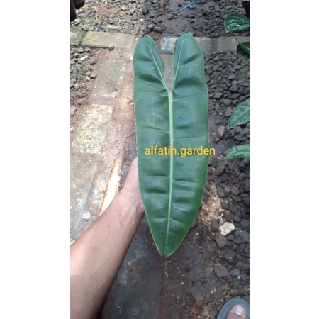 philodendron billietiae