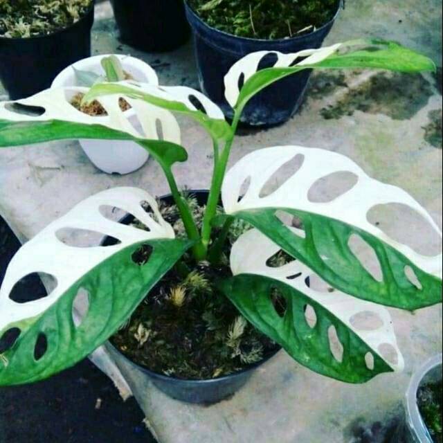 TANAMAN HIAS MONSTERA OBLIQUA VARIEGATA // JANDA BOLONG VARIEGATA | Shopee  Indonesia