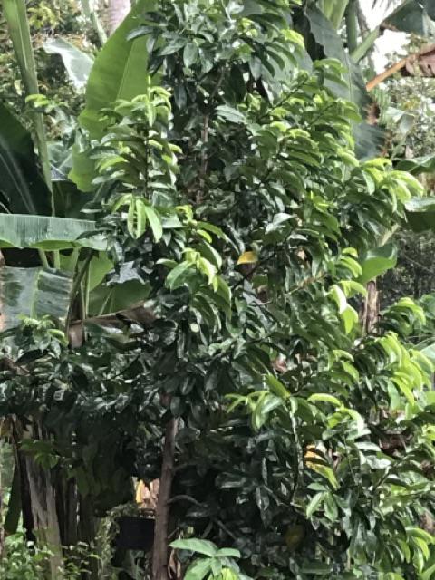 Distro Batik Hrb026 Kenongo Kemeja Tosca Pende Pekalongan Padi M L Xl Sogan Tulis Halus Kemeja Batik