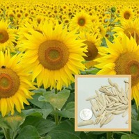 Benih Bibit Biji - Sunflower White Pearl Bunga Matahari Penghasil Kuaci Kwaci Putih Flower Seeds - IMPORT