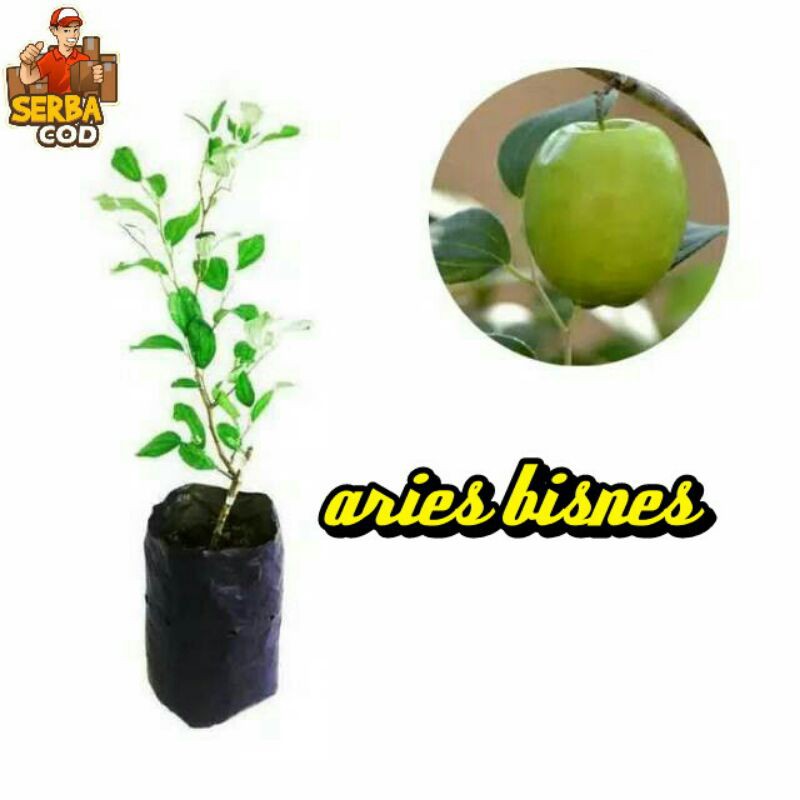 bibit apel putsa/bidara india khualitas super