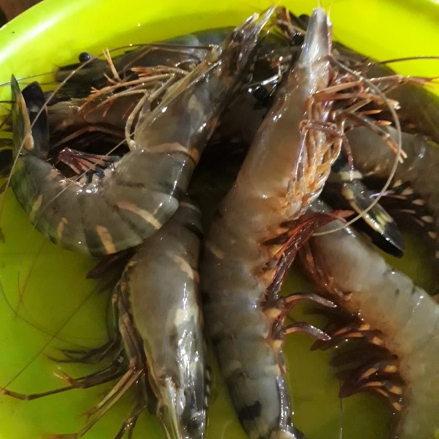 

Udang windu