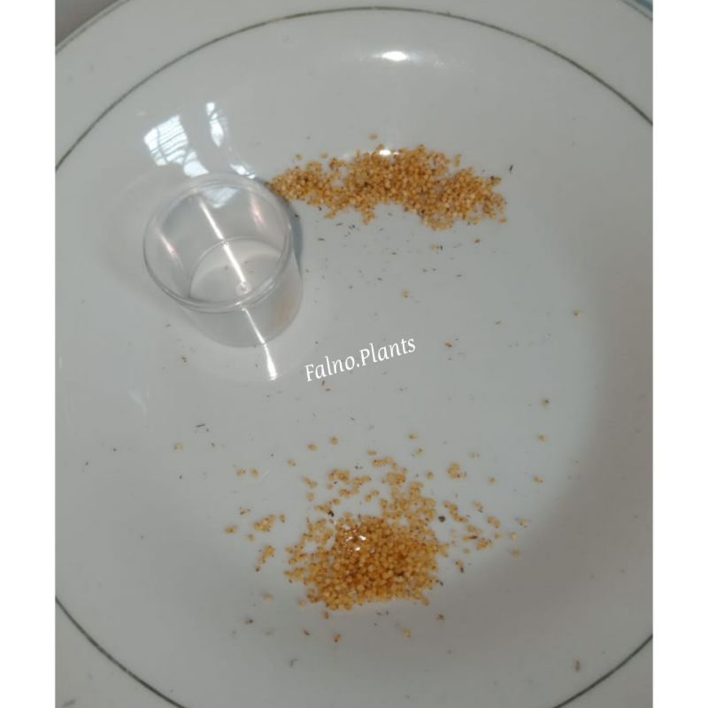 READY BIJI CALADIUM SILANGAN ANTARA SRIKANDI DAUN GANDA DAN HYBRID