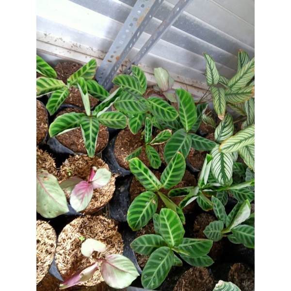 

calathea pisang ster