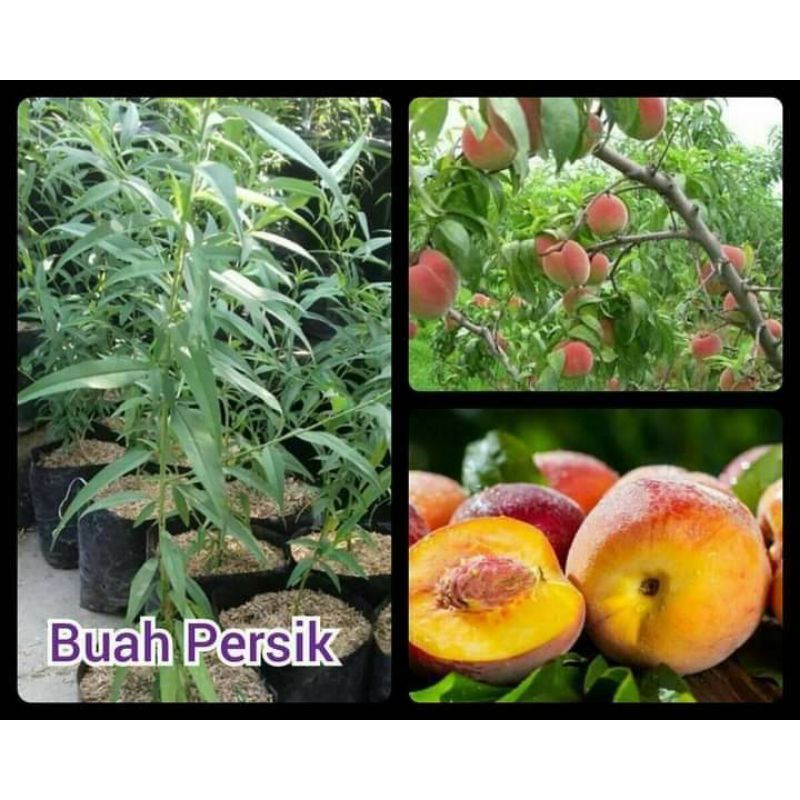 Bibit Buah Persik