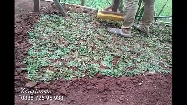 Rumput Gajah Mini|Tukang taman|pasang rumput 1 meter | Shopee Indonesia