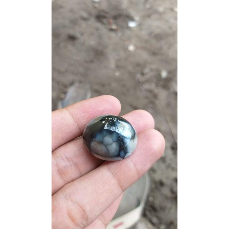 Bacan motiv kura kura albino