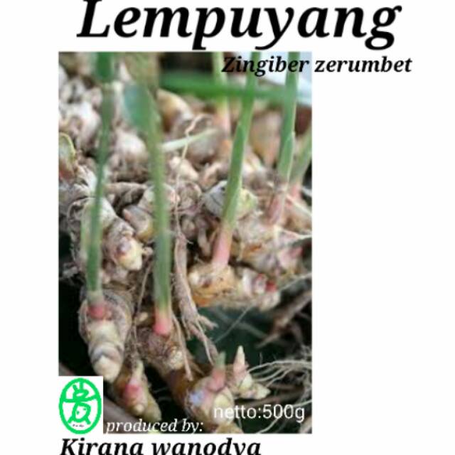 

Kirana - Lempuyang Bubuk 500g