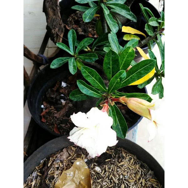 

adenium bunga tumpuk