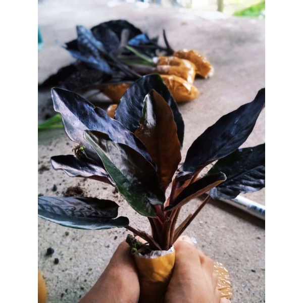 sisma black metalica