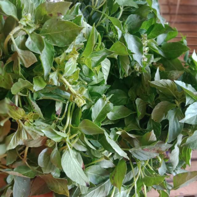 

Daun kemangi