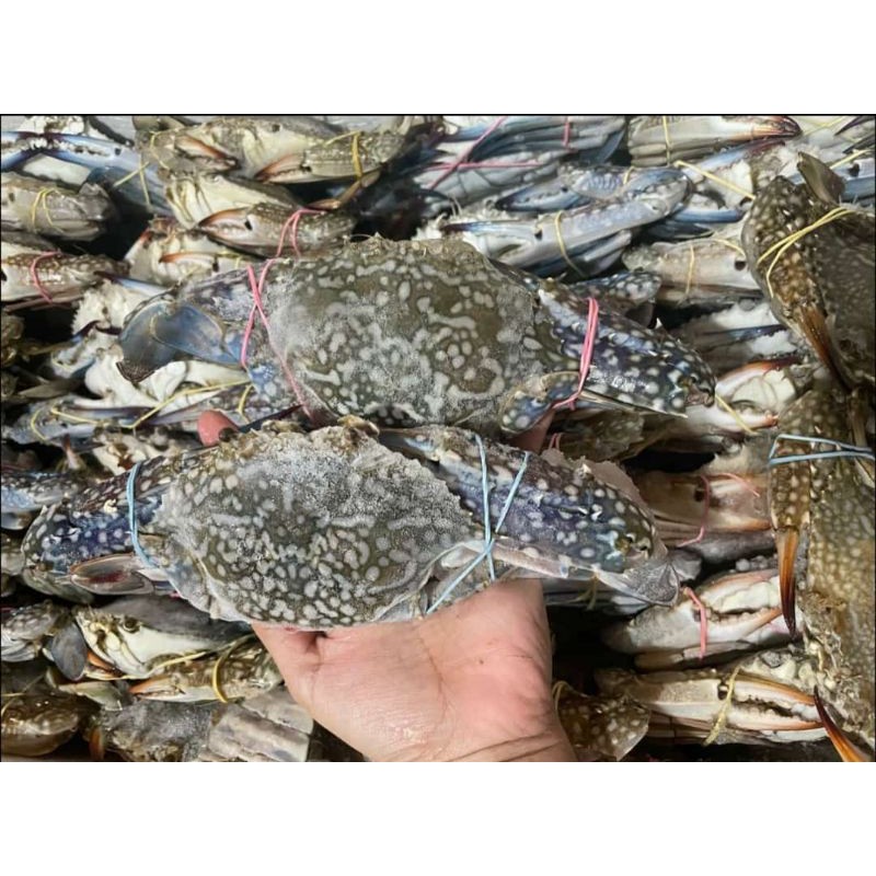 

RAJUNGAN 500 GRAM ISI 3-4