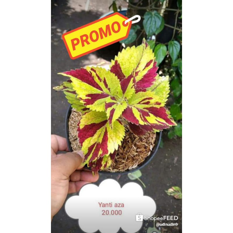 Tanaman Hias Miana/Coleus berakar