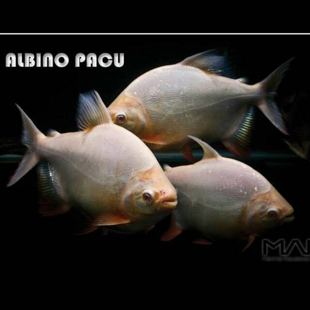 Pacu Albino Bawal Putih
