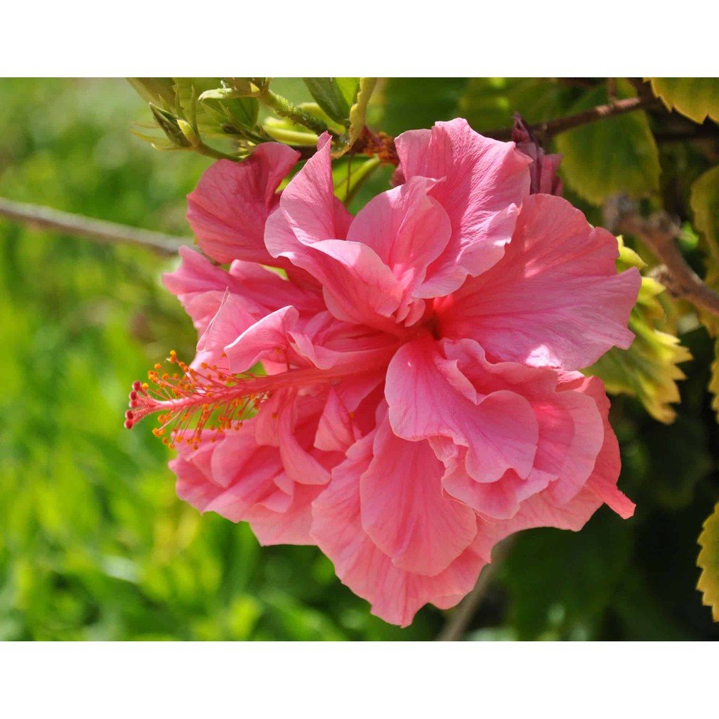 tanaman hias hibiscus pink tumpuk / bunga sepatu pink tumpuk / ribang