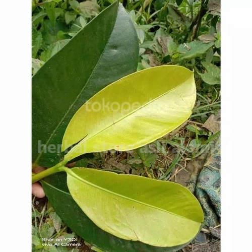 

daun manggis/mangu segar 50 lbr