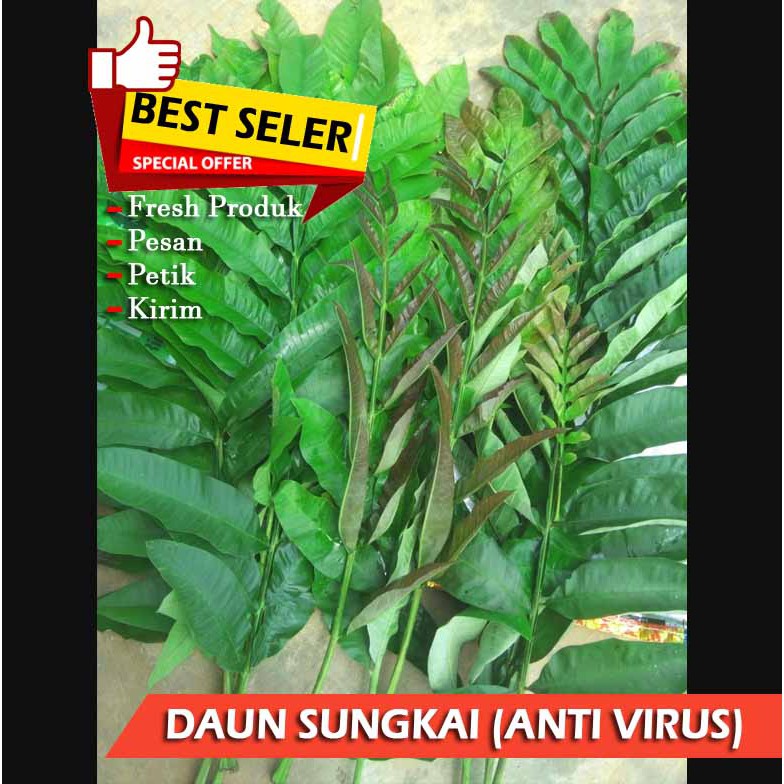 

Daun sungkai segar - Antivirus Herbal
