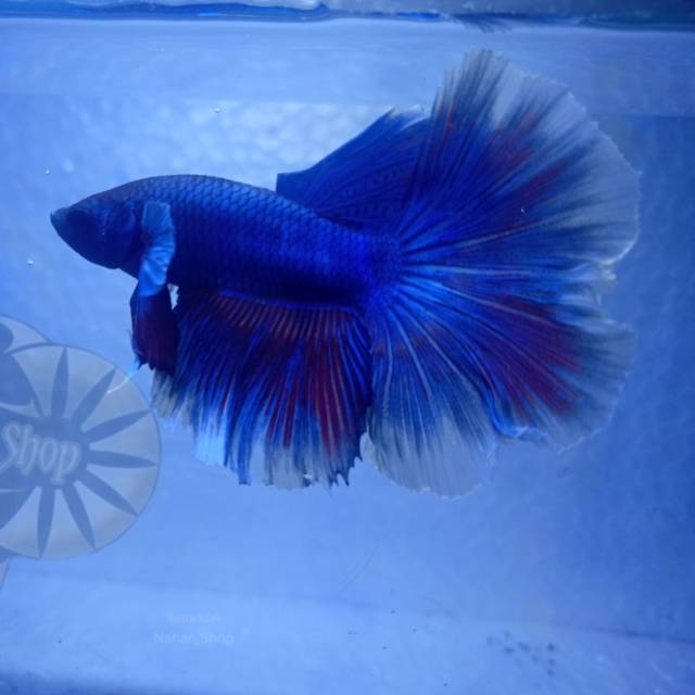 Ikan cupang baby giant halfmoon roustail