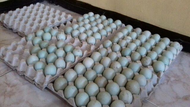 Egg Tray Ecer