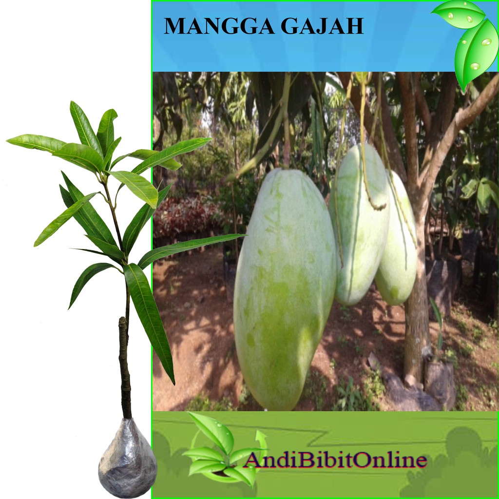 Jual Tanaman Mangga Gajah Bibit Mangga Gajah Shopee Indonesia