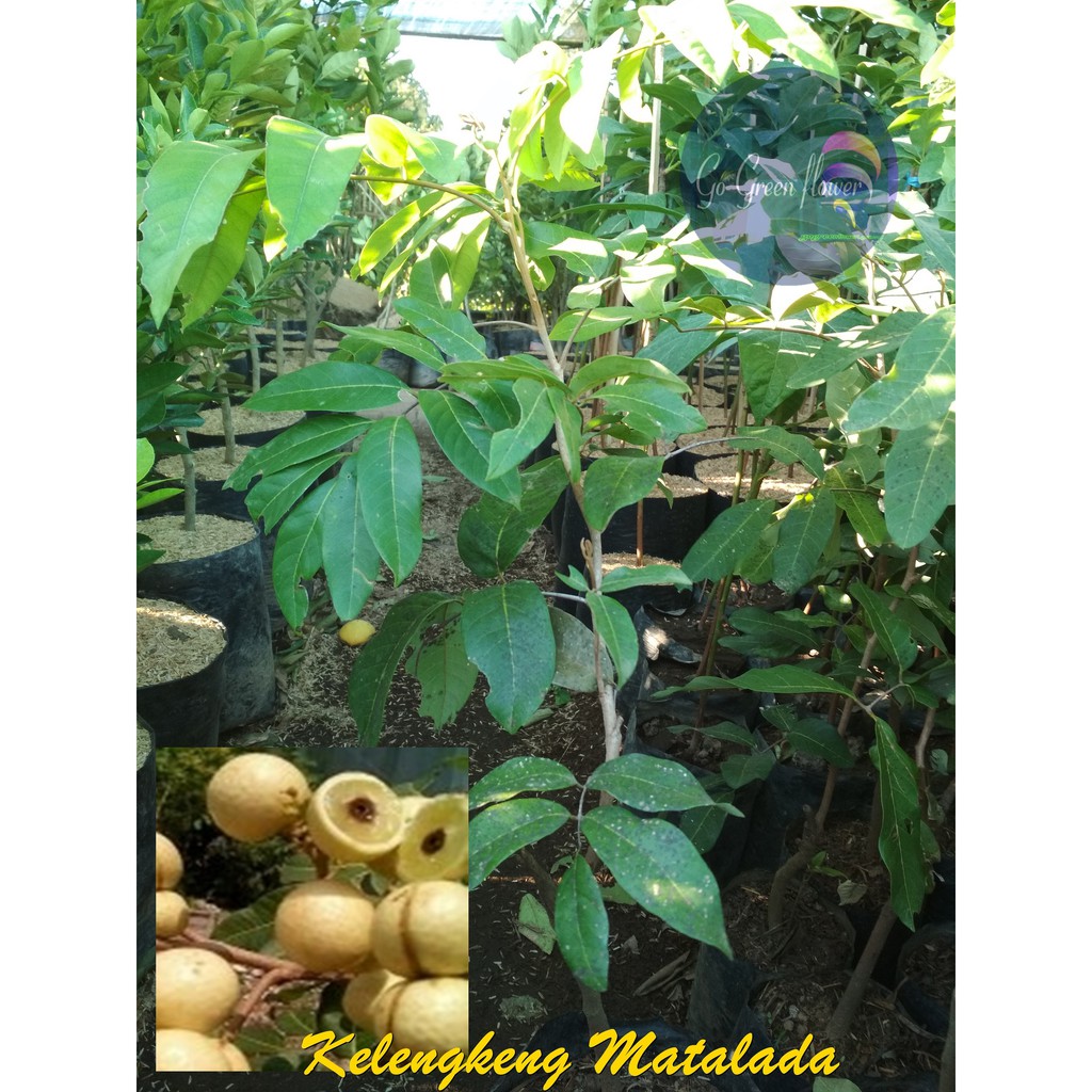 BIBIT KELENGKENG MATALADA KELENGKENG KULIT PUTIH