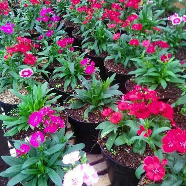 TANAMAN HIAS ANYELIR