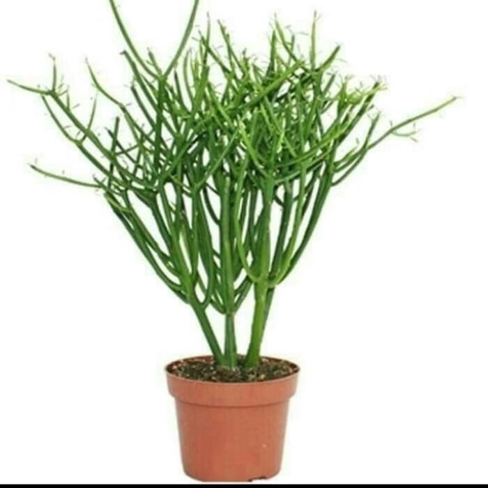 PROMO tanaman herbal patah tulang / obat herbal patah tulang