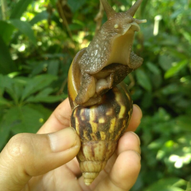 

bekicot hidup - escargot hidup