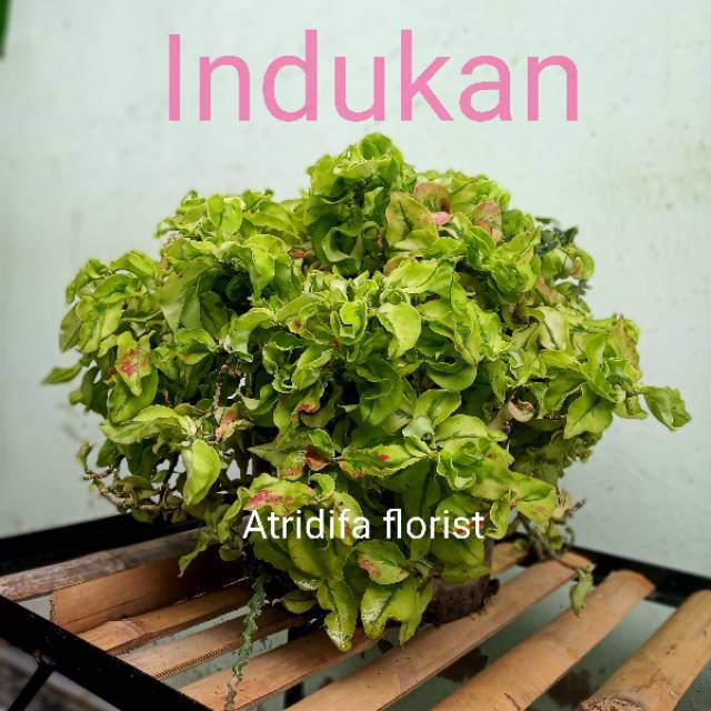 Bunga Gantung Brokoli Pedilanthus Tithymaloides Zig Zag Plant Shopee Indonesia