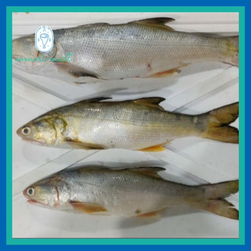 

Ikan Kuro / Senangin / Threadfin BEKU Utuh [6 ONS]