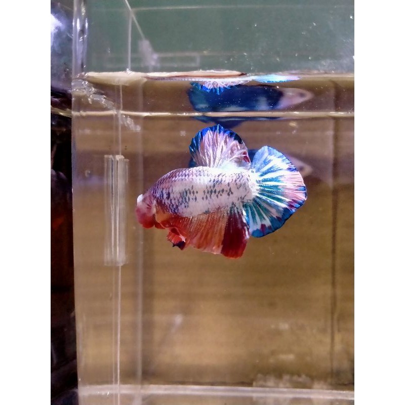 

cupang hias multicolor gold (siap breed )