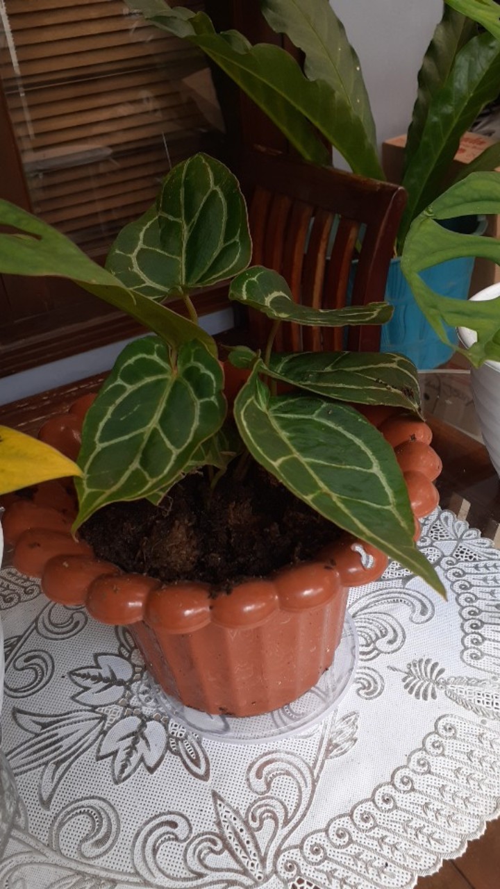 Tanaman Hias Kuping Gajah - Tanaman Anthurium Chrystalium