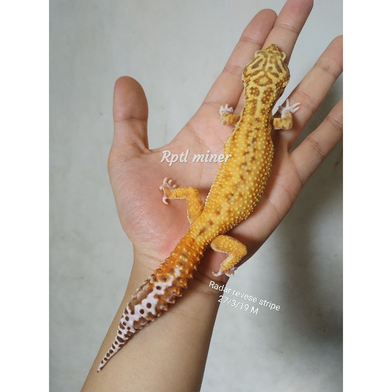 Hiasan / acc leopard gecko radar