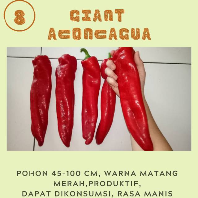 Benih biji cabe Giant Aconcagua super besar