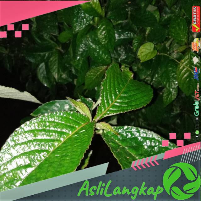 

Pecah beling,keji beling(1kg)