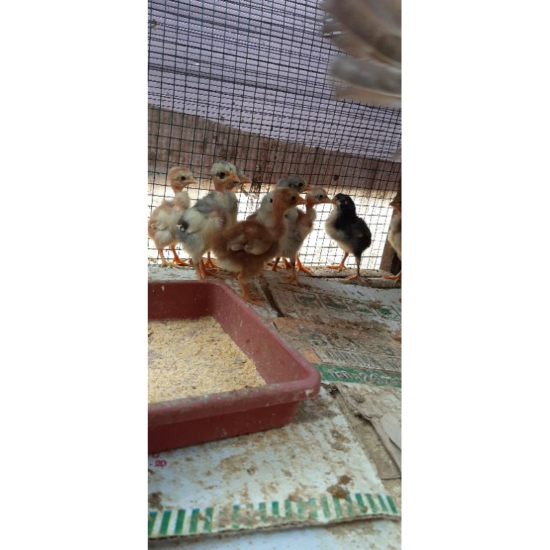 Anak Ayam Saigon