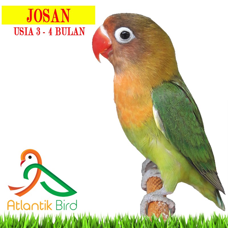 Ebod Tebok Plastik Untuk Kandang Lovebird Warna Random Shopee