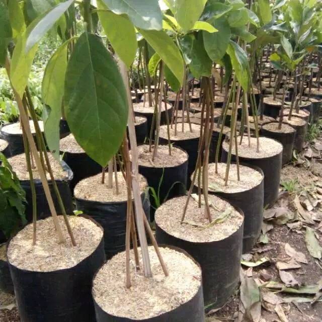 Bibit pohon alpukat mentega kaki tiga super