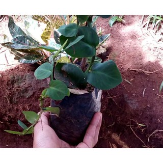 Dolar Tanaman  Hias  Rambat Daun  Dolar Daun  Besar  