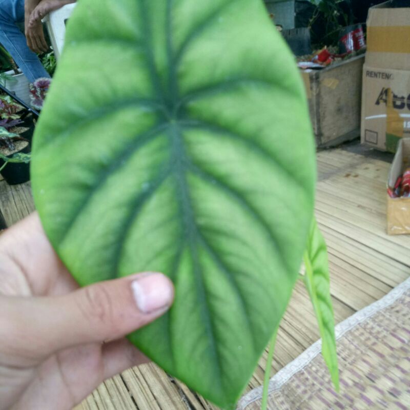 tanaman hias cuprea hijau