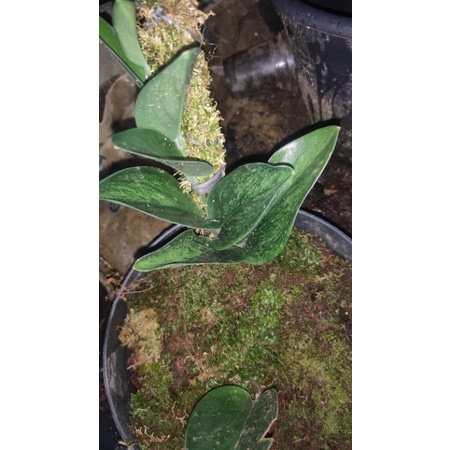 tanaman hias scindapsus turbi dark form varigata