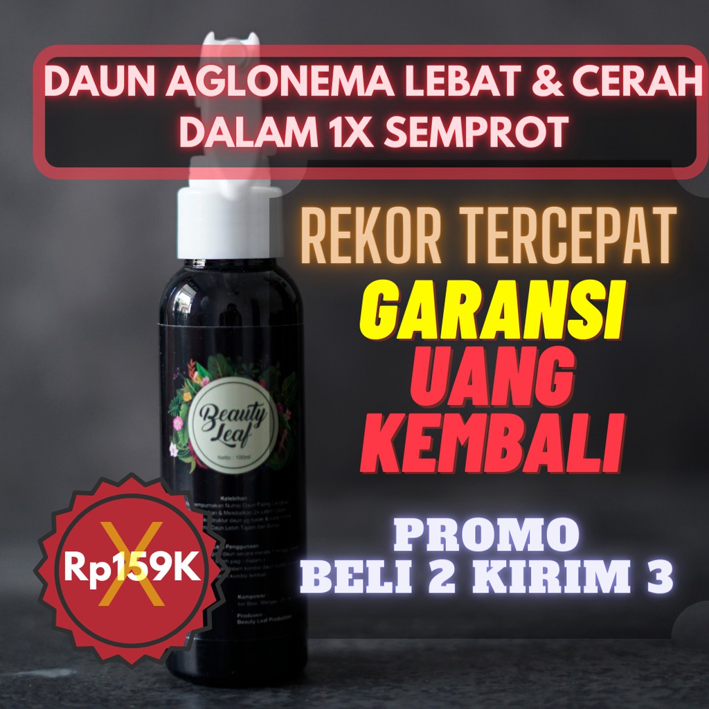 Pupuk Aglonema Penumbuh Tunas, Pupuk Aglonema Terbaik,Pupuk Aglonema Penyubur,Pupuk Aglonema Biar Ce