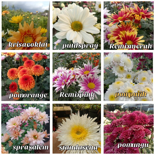 Bunga krisan/bibit krisan/perbiji/bibit unggul cabang 2-3/bunga hidup/krisan cantik/termurah