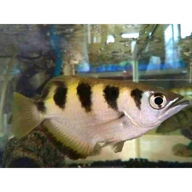Archer Fish Ikan Sumpit Shopee Indonesia