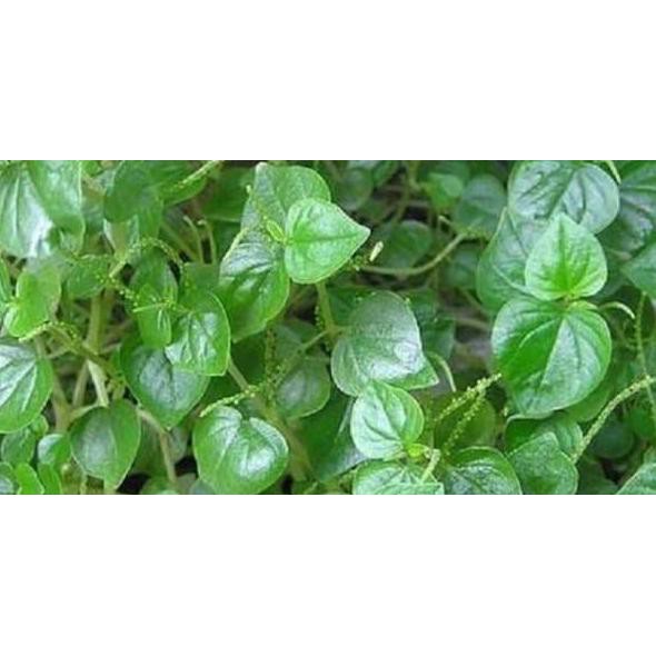 

Sale!! Promo Daun Ketumpang Daun Suruhan Atau Sirih Cina Segar 150 Gram Terbaru