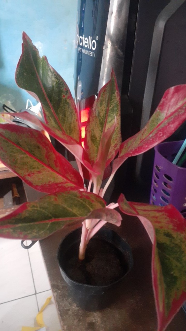 Tanaman Hias Aglonema Red Aurora / Aurora Merah / Siam Aurora