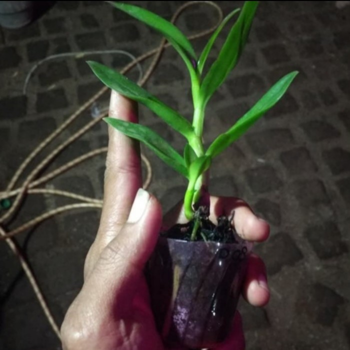 Seedling Anggrek Dendrobium Hybrid Black Papua