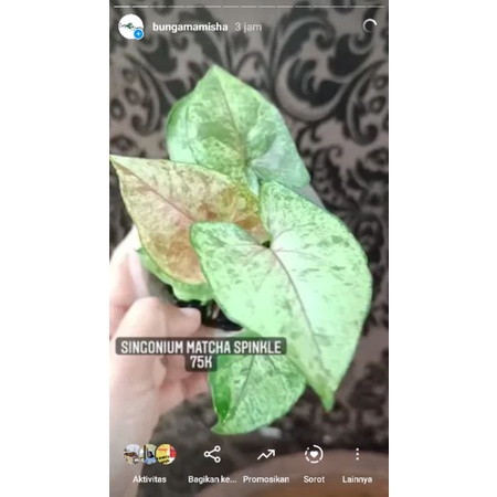 Singonium matcha sprinkle dan t25