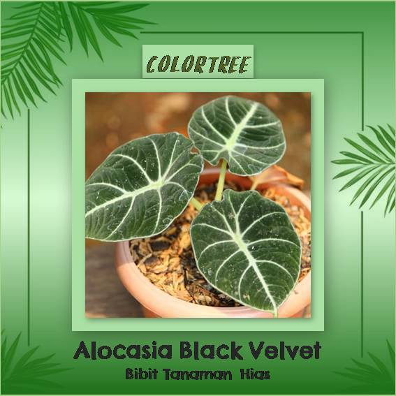 Bibit Tanaman Hias Alocasia Black Velvet